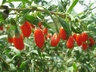 Bio Goji Bessen 250gr – Pure & Natuurlijk - Superfoodshop - SuperfoodShop