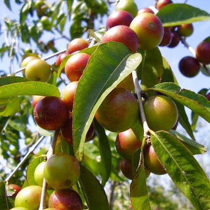 Camu Camu Poeder 100gr – Rijk aan Natuurlijke Vitamine C - Superfoodshop - SuperfoodShop