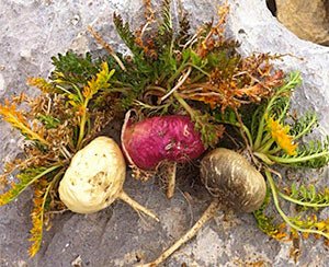 Organic Maca X - 6 Powder - Superfoodshop - SuperfoodShop